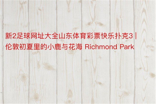 新2足球网址大全山东体育彩票快乐扑克3 | 伦敦初夏里的小鹿与花海 Richmond Park